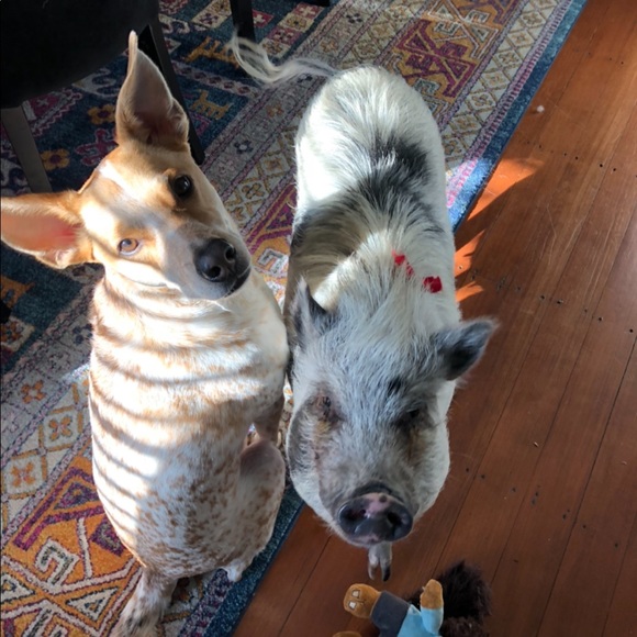 Meet your Posher, Kalynn - Picture 7 of 10